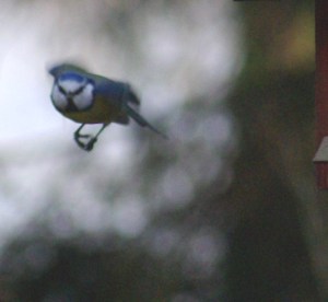 Last_turn_going down_for landing