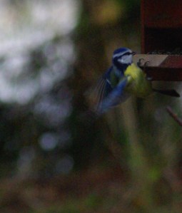 Not_a_perfect_landing_I_did_it