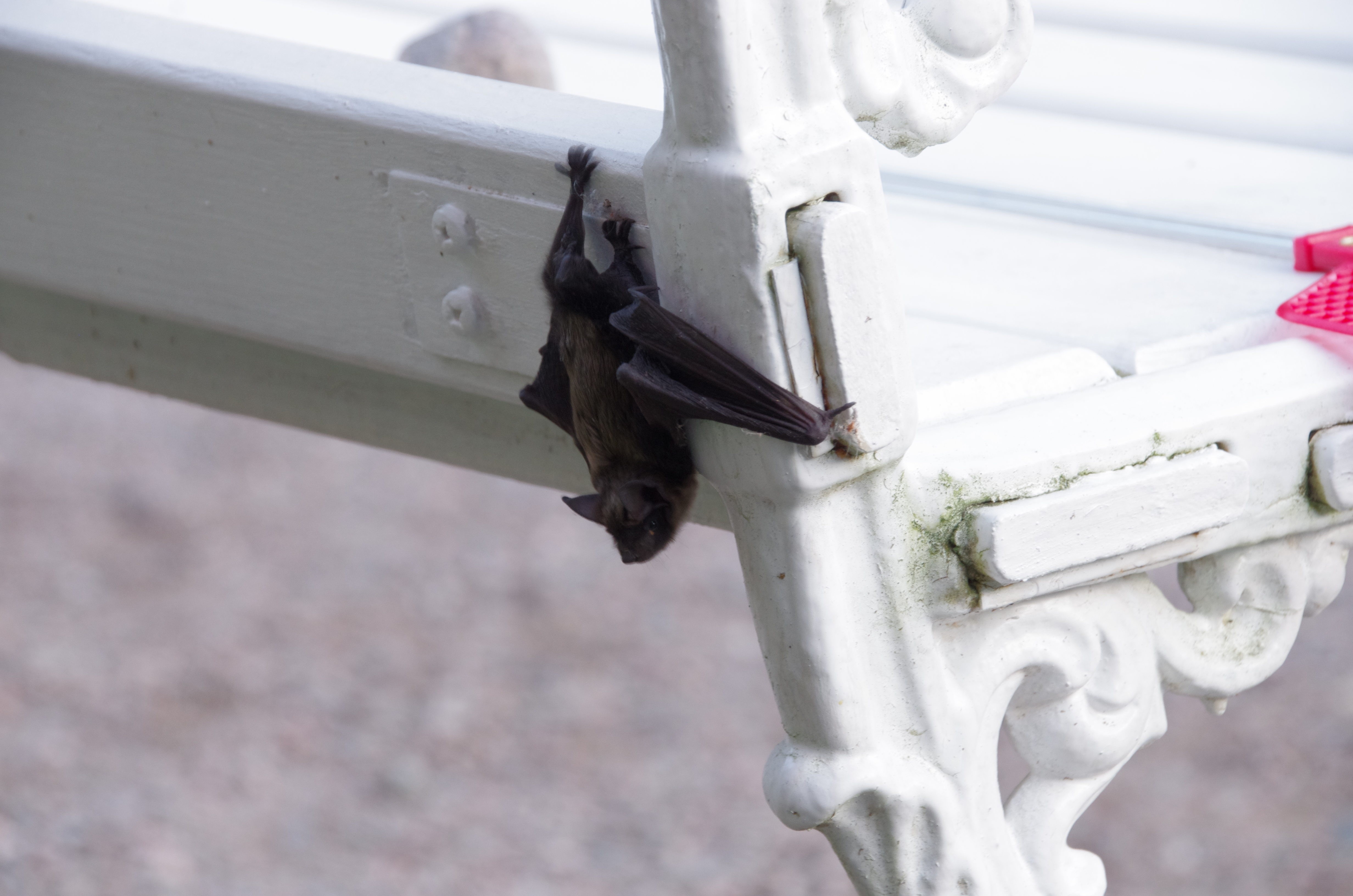 IMGP9098_PEF_embedded